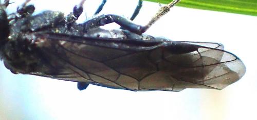 Dolerus sp.